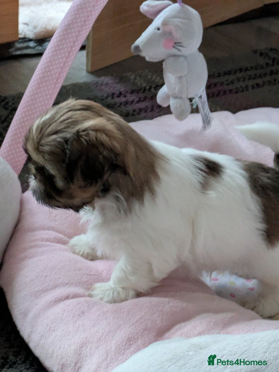 Shih Tzu dogs for sale: Stunning Shih Tzu boy - Image 10