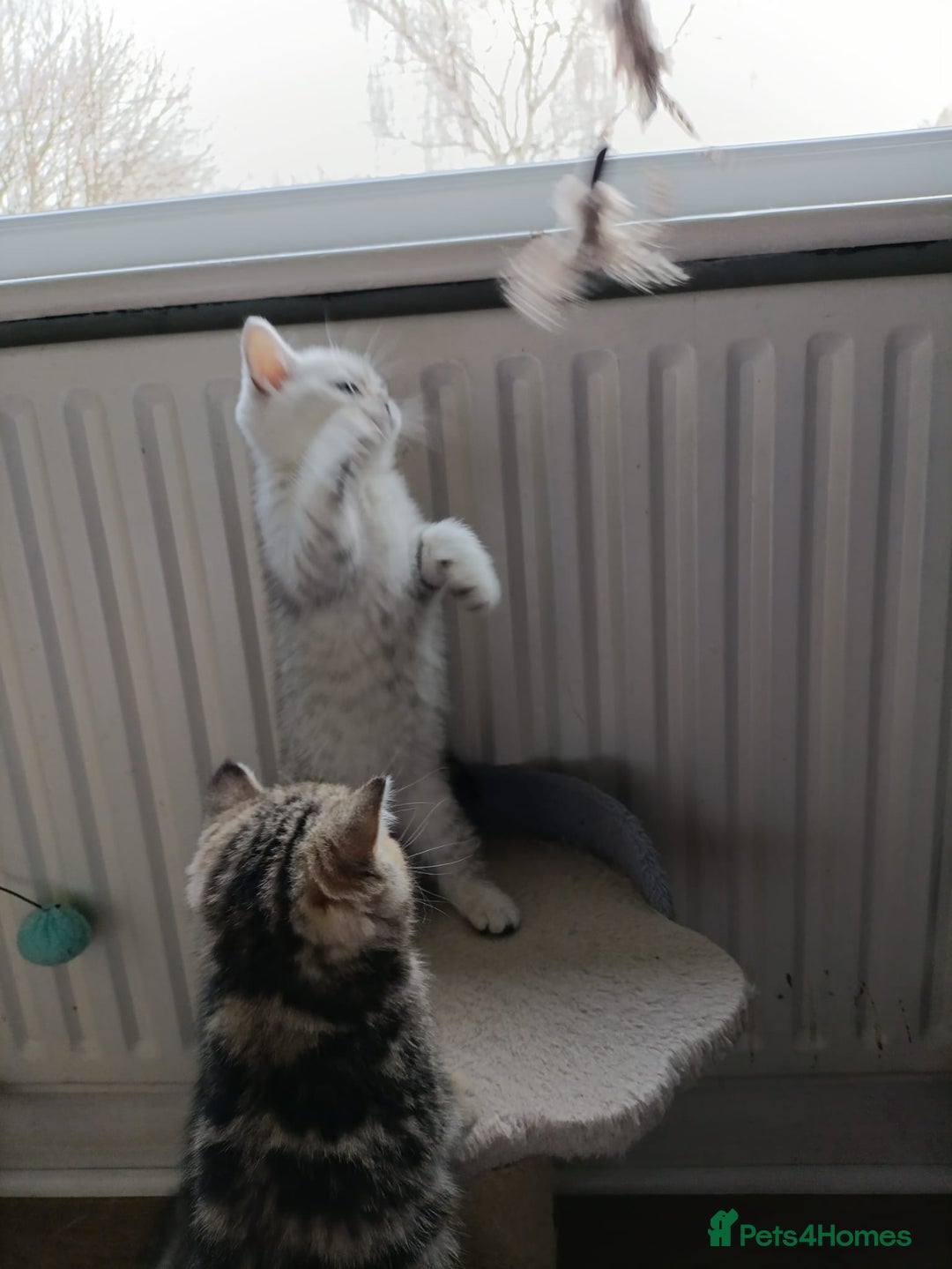 British Shorthair cats for sale: Beautiful  British Shorthair kittens  - Advert 21