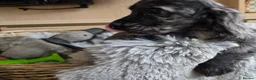 Cocker Spaniel dogs for sale: Working Type Cocker Spaniels - Advert 4