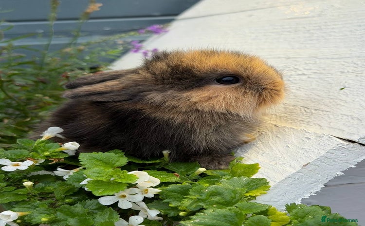 Mixed Breed rabbits - Advert 3