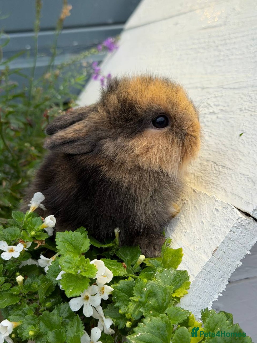 Mixed Breed rabbits for sale: Bunnies For Sale - Image 1