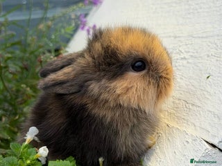 Mixed Breed rabbits - Advert 2