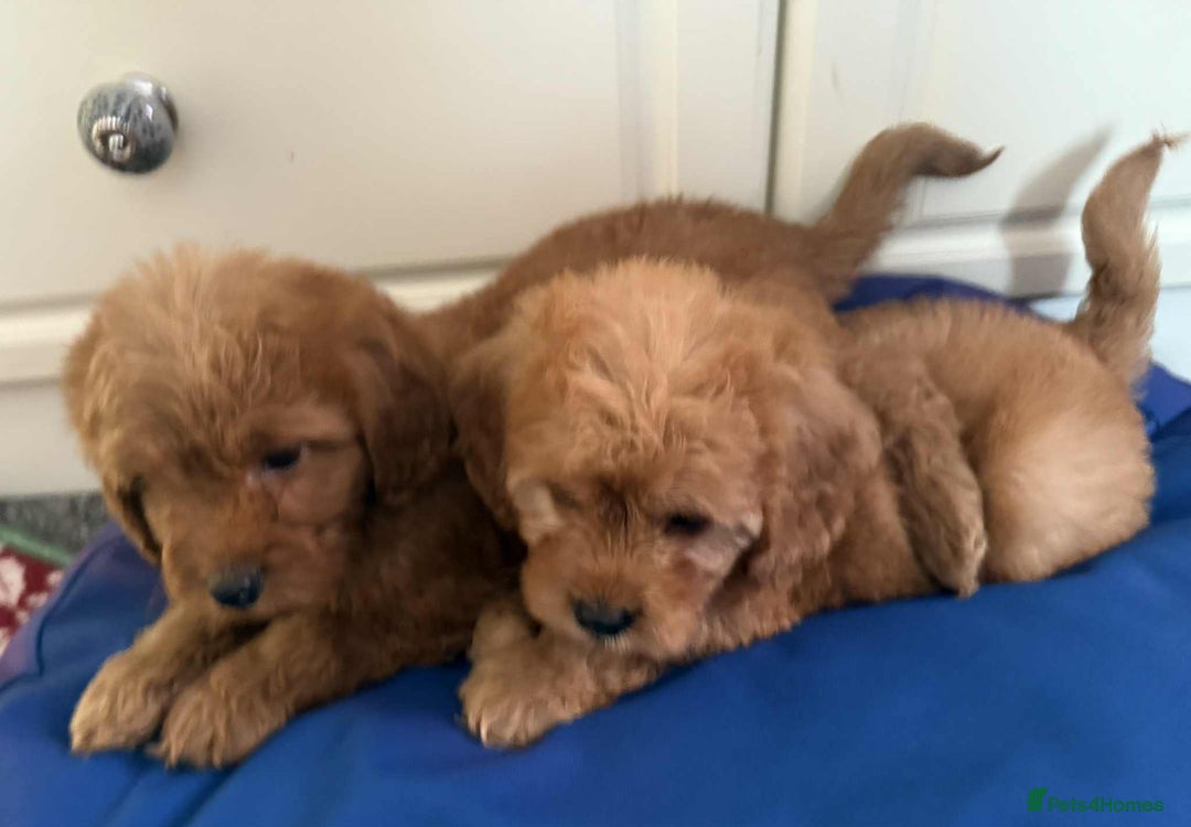 Cockapoo dogs for sale: Ready to beautiful cockapoo puppies  - Advert 15