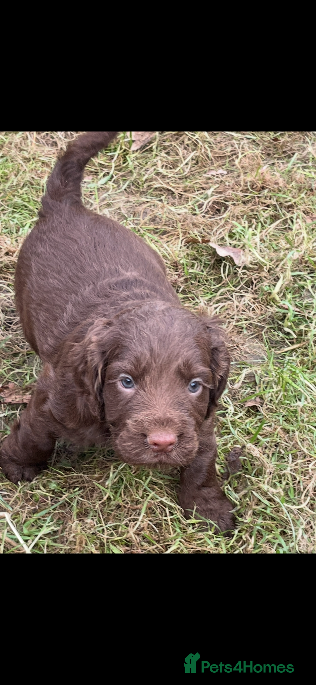 Cocker Spaniel dogs for sale: Beautiful Cockerspaniel Puppies for sale🐶 - Advert 10