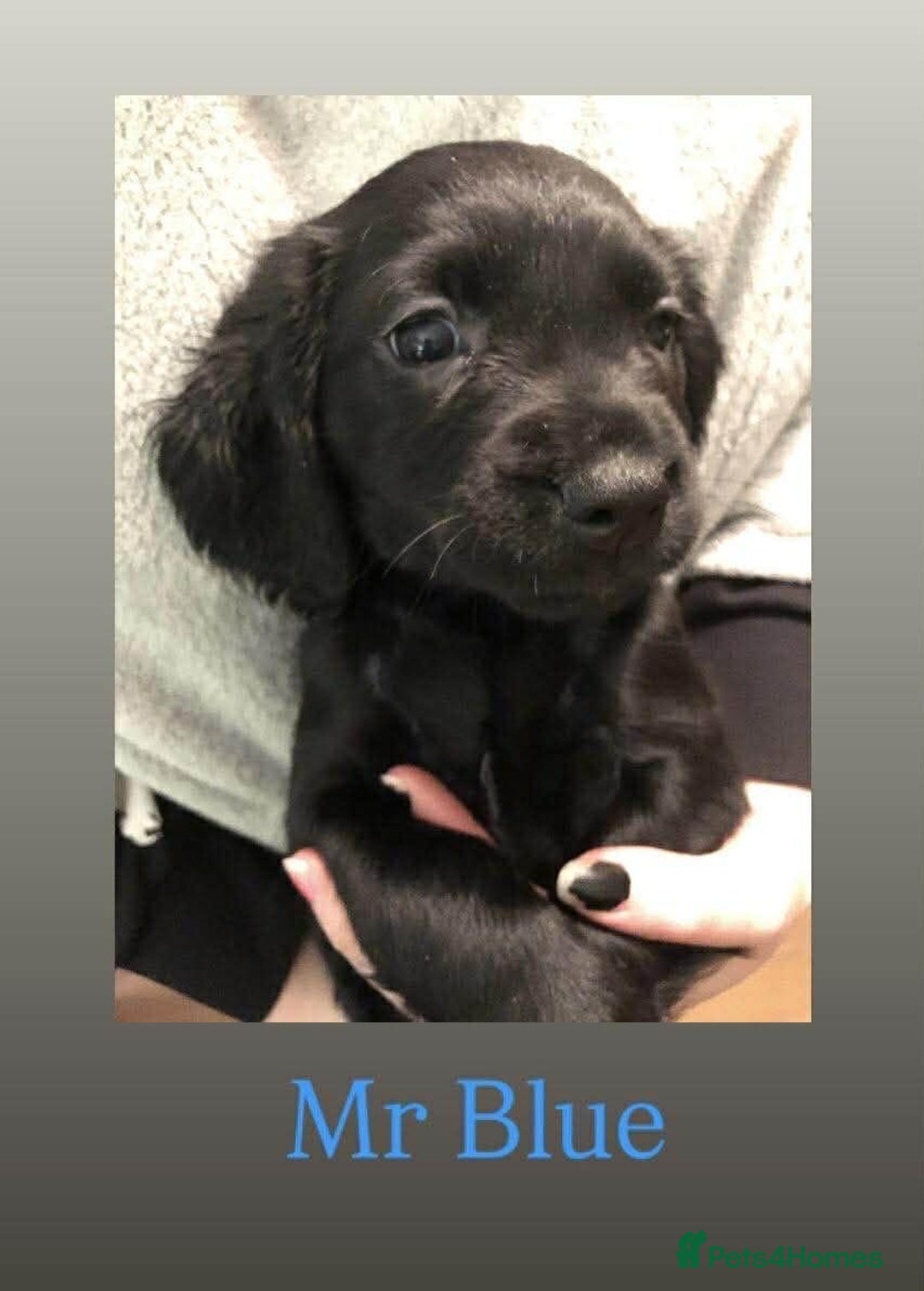 Cocker Spaniel dogs for sale: Cocker Spaniel puppies for sale - Advert 7