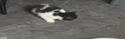 Mixed Breed cats for sale: 5 Beautiful Kittens for Sale - Advert 2