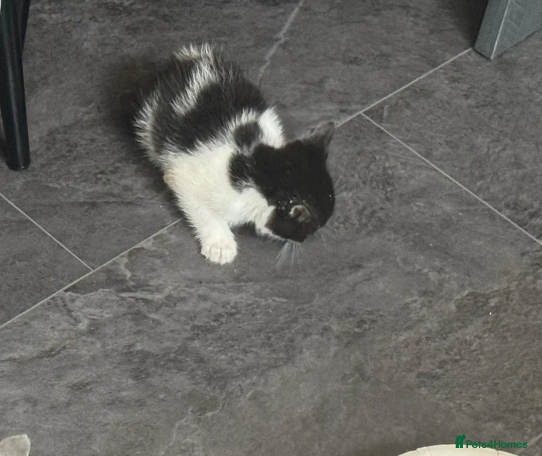 Mixed Breed cats for sale: 5 Beautiful Kittens for Sale - Advert 2