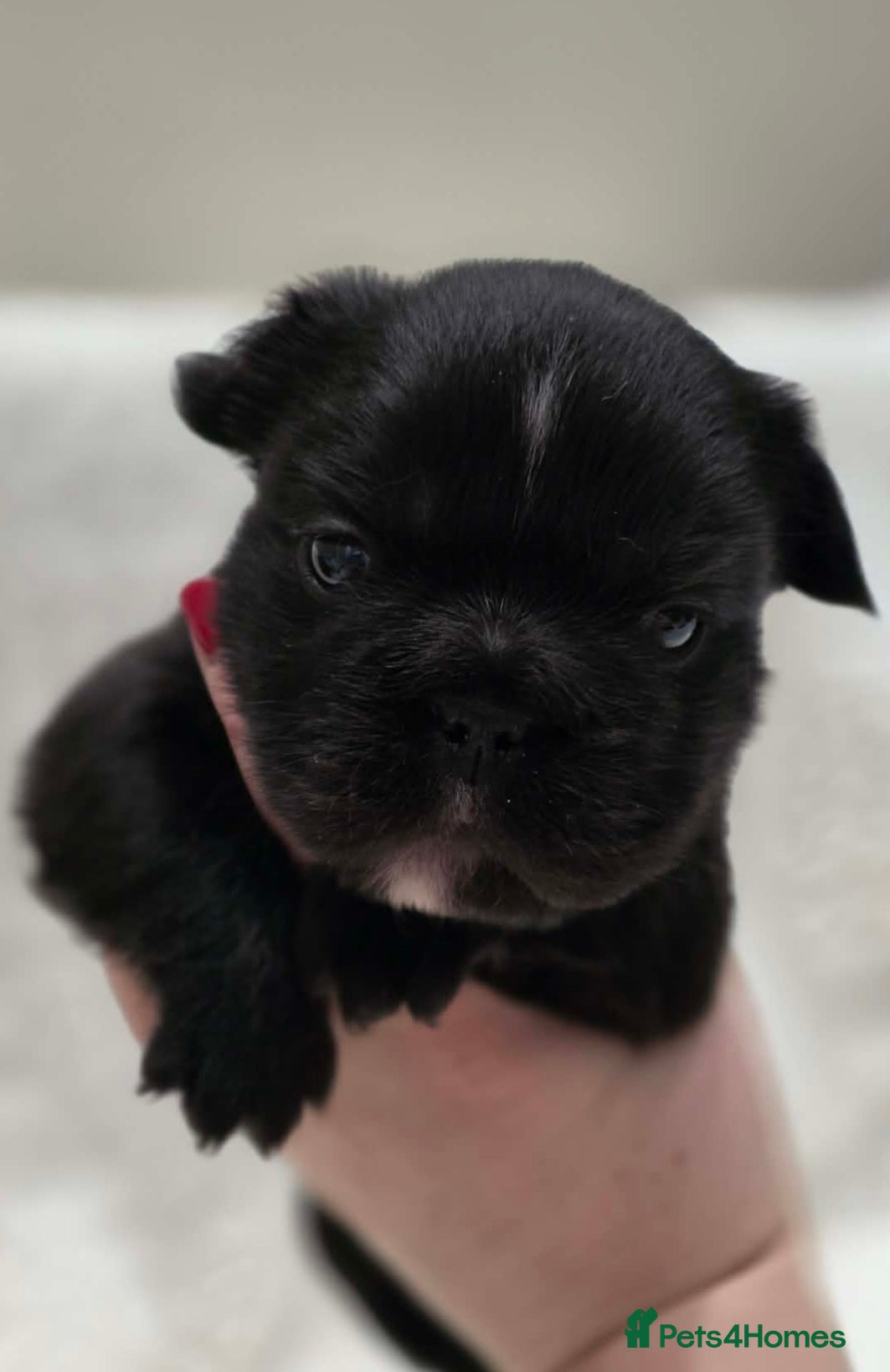 French Bulldog dogs Fluffy French Bulldog  - Advert 9