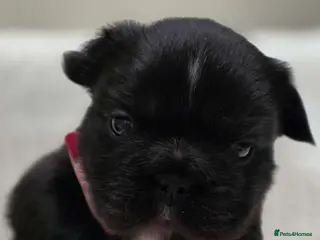 French Bulldog dogs Fluffy French Bulldog - Advert 9