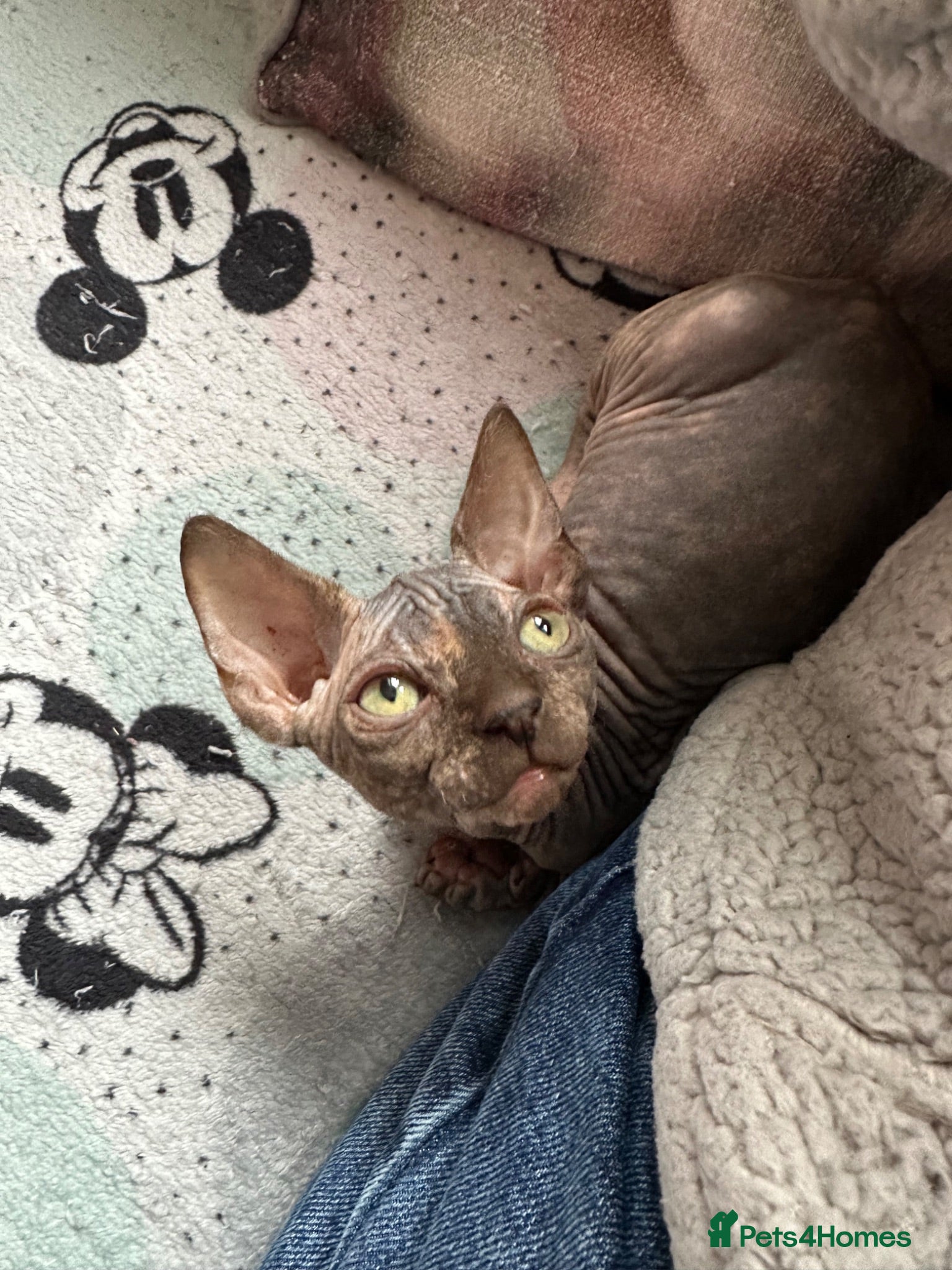 Sphynx cats Last girl available  - Advert 2