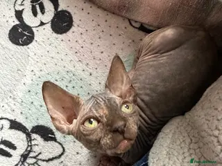 Sphynx cats Last girl available - Advert 2