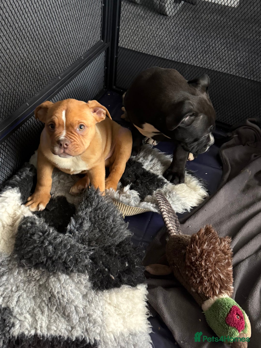 Alapaha Blue Blood Bulldog dogs for sale: ALAPAHA BLUE BLOOD BULLDOGS  - Advert 19