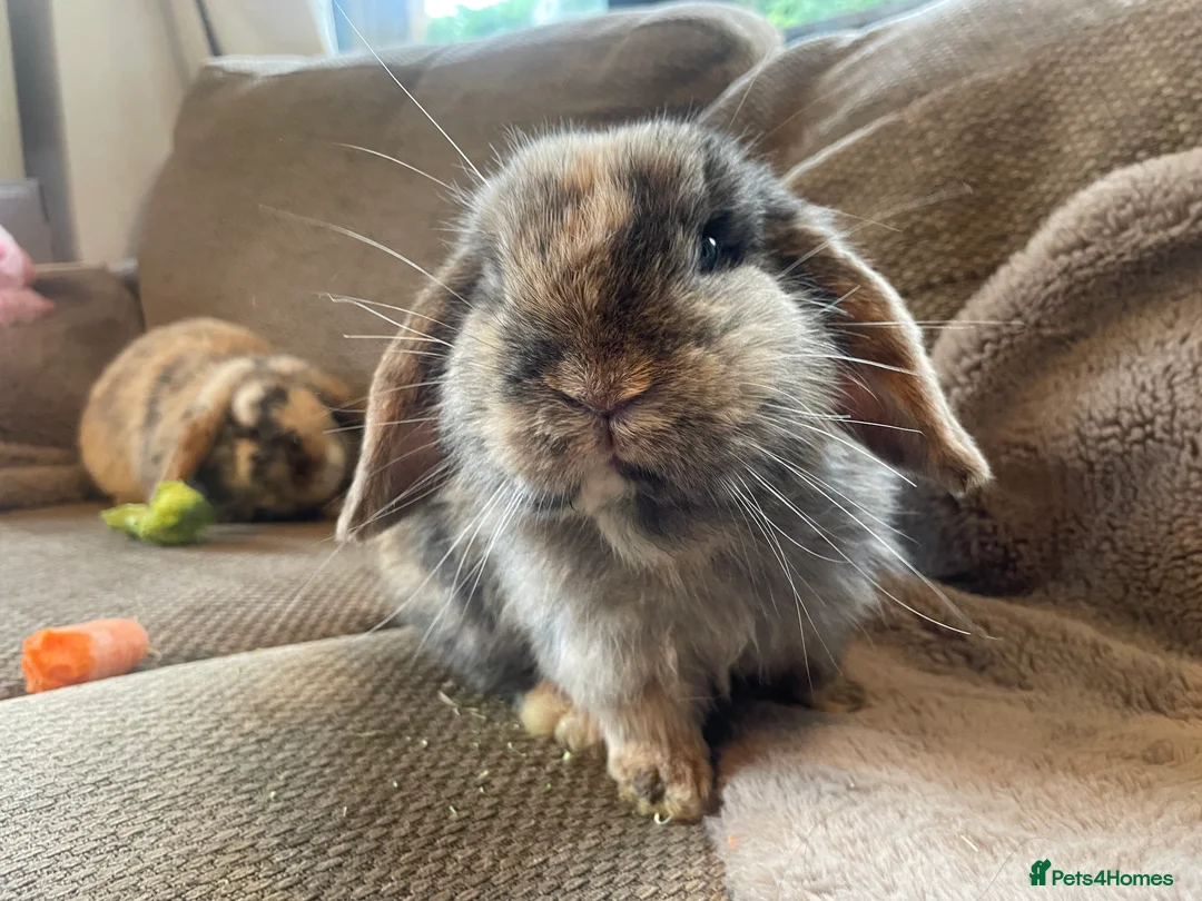 Mini Lop rabbits for sale: Mini Lop rabbits  - Advert 1