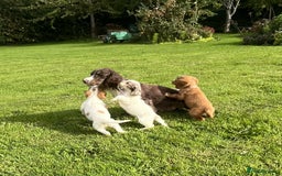 Cocker Spaniel dogs for sale: Cocker spaniel puppies  - Image 8