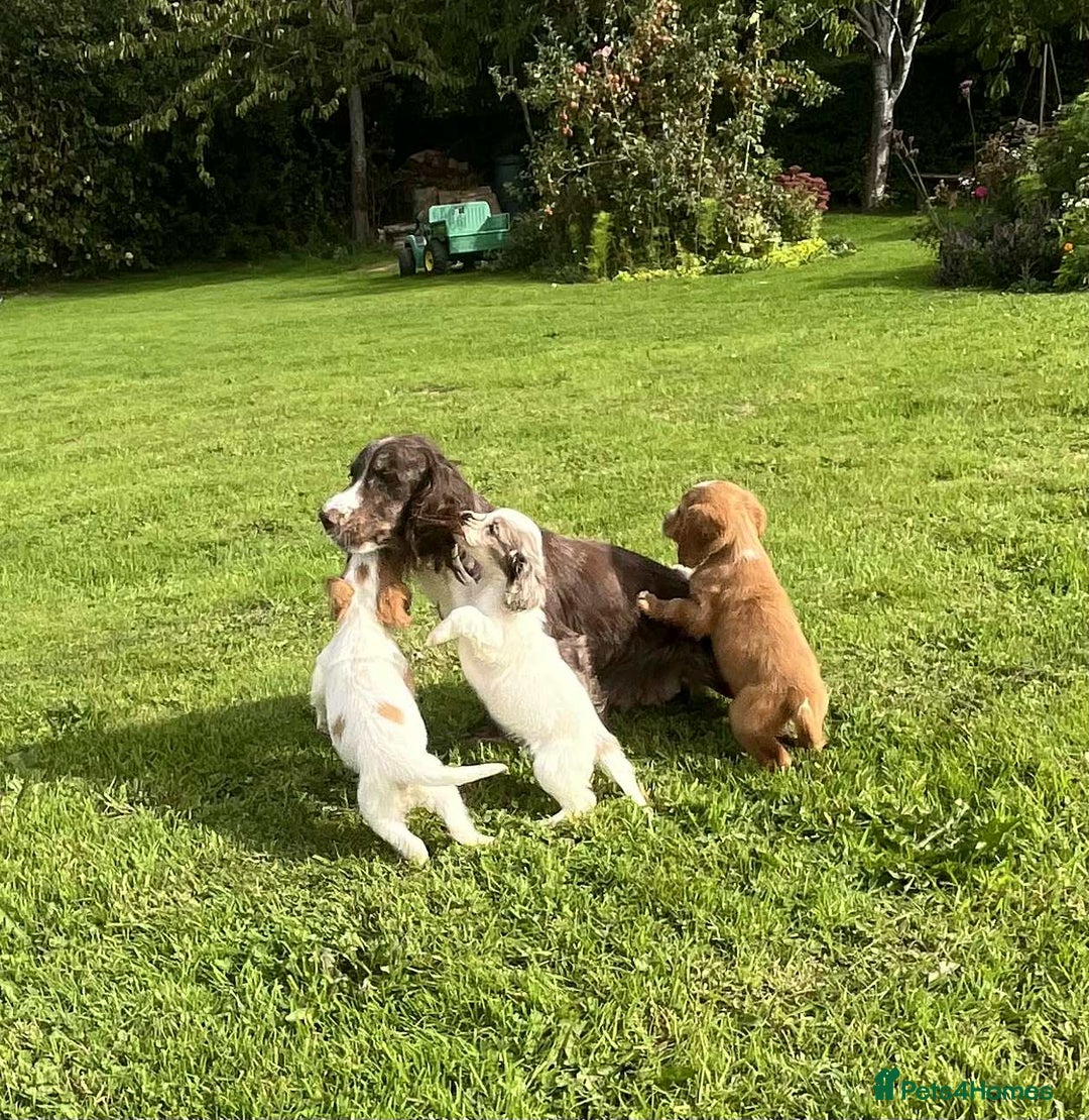 Cocker Spaniel dogs for sale: Cocker spaniel puppies  - Image 8