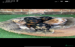 Toy Poodle dogs for stud: Toy Poodle Stud Experience Ted 🐾 - Image 5