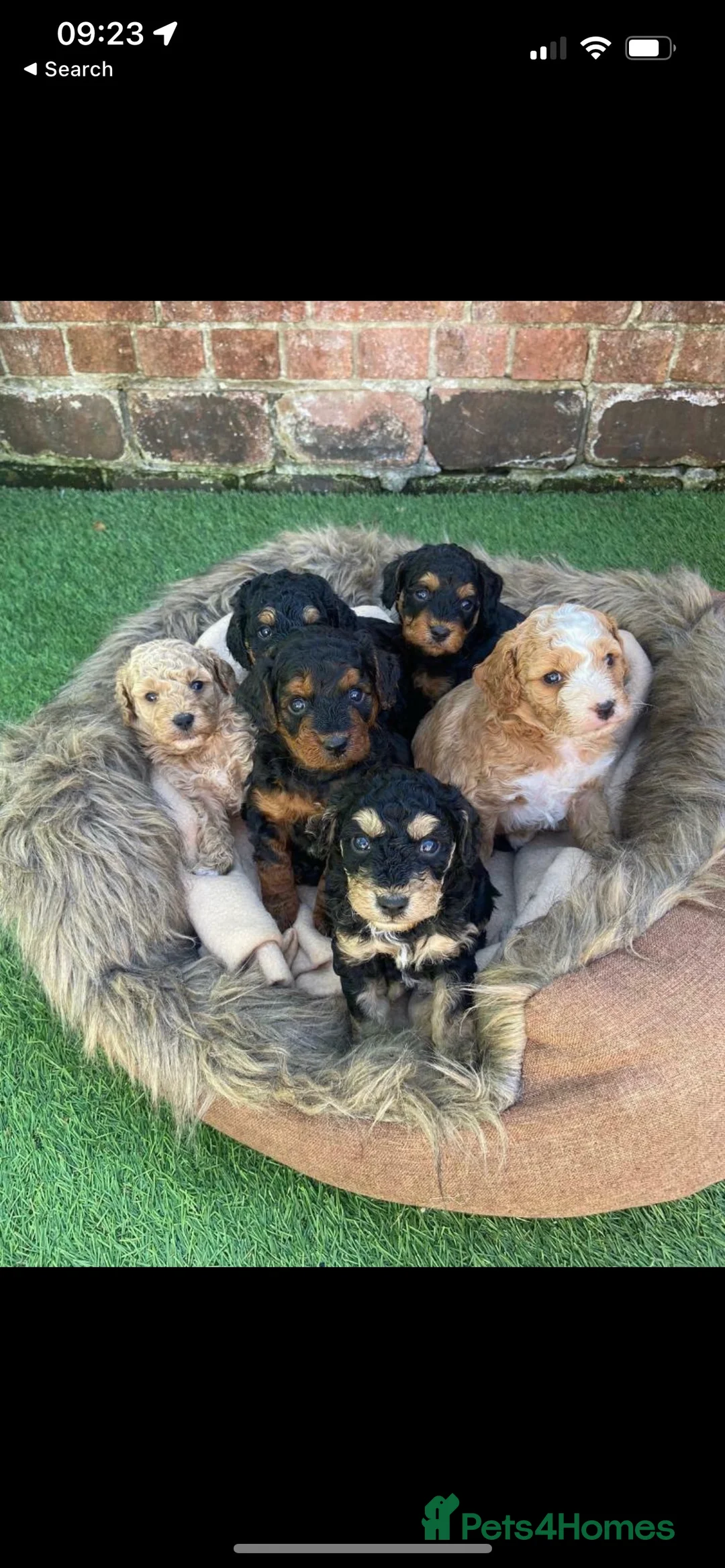 Toy Poodle dogs for stud: Toy Poodle Stud Experience Ted 🐾 - Advert 5