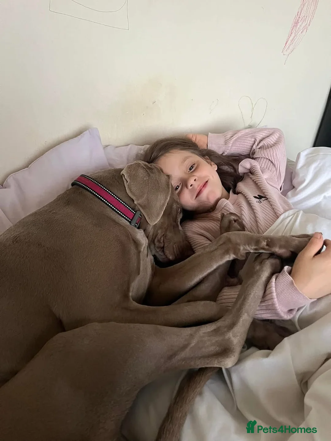 Weimaraner dogs for sale: Hallie  - Advert 13