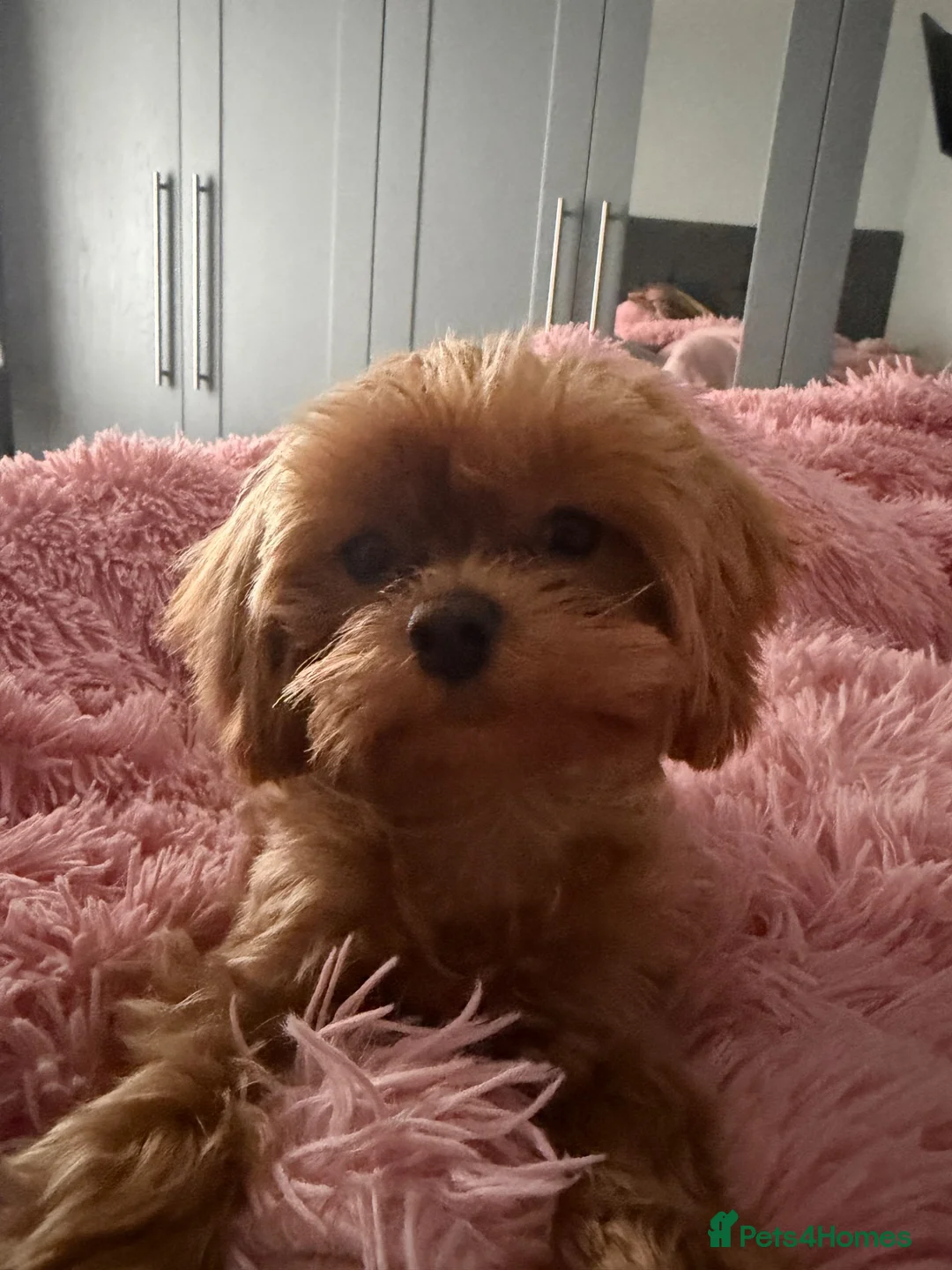 Maltipoo dogs for sale: Tiny Maltipoo female adorable soft honey boo  - Advert 9