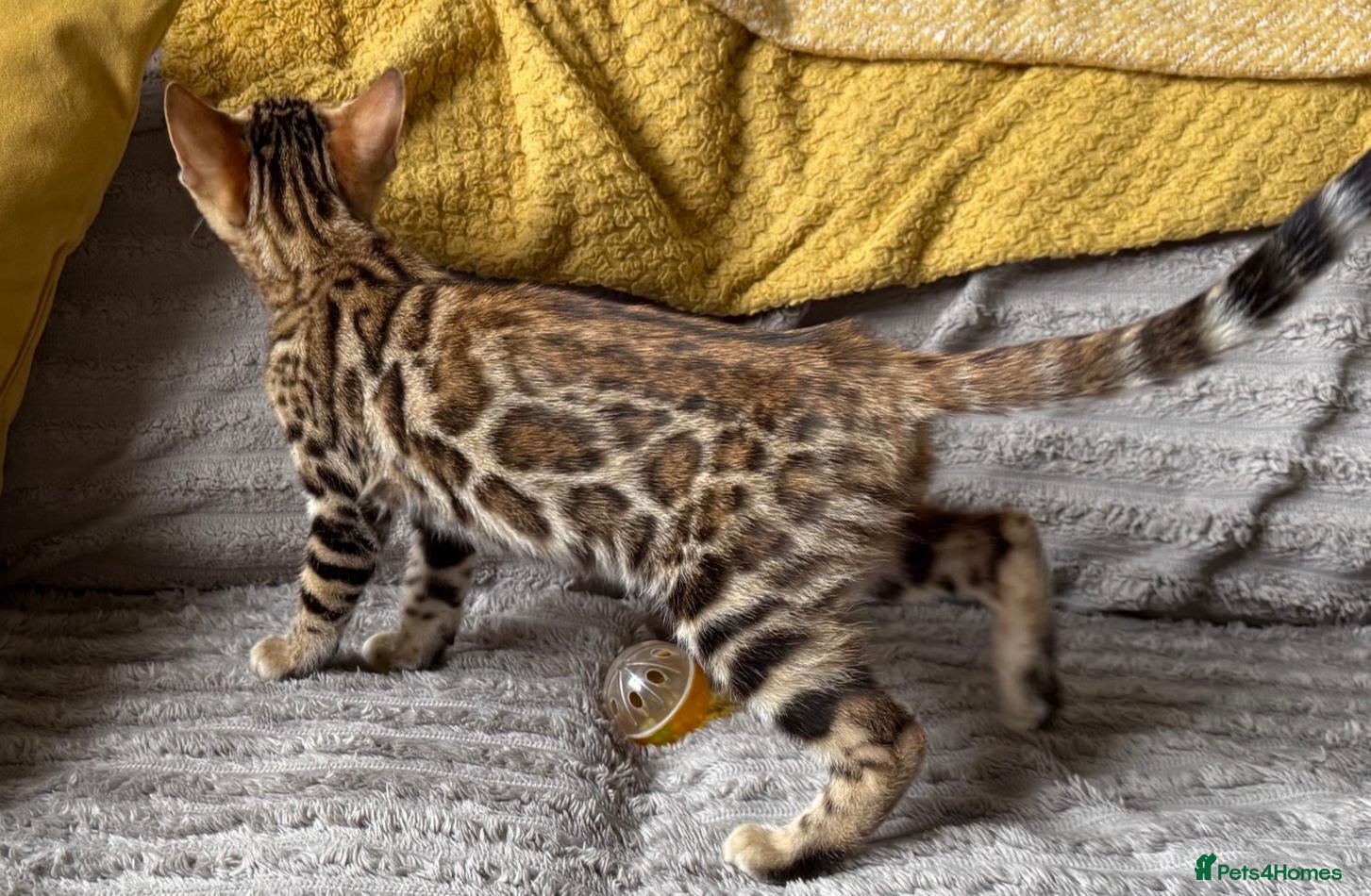Bengal cats Stunning Bengal Kitten. Girl. TICA Registered. - Advert 2