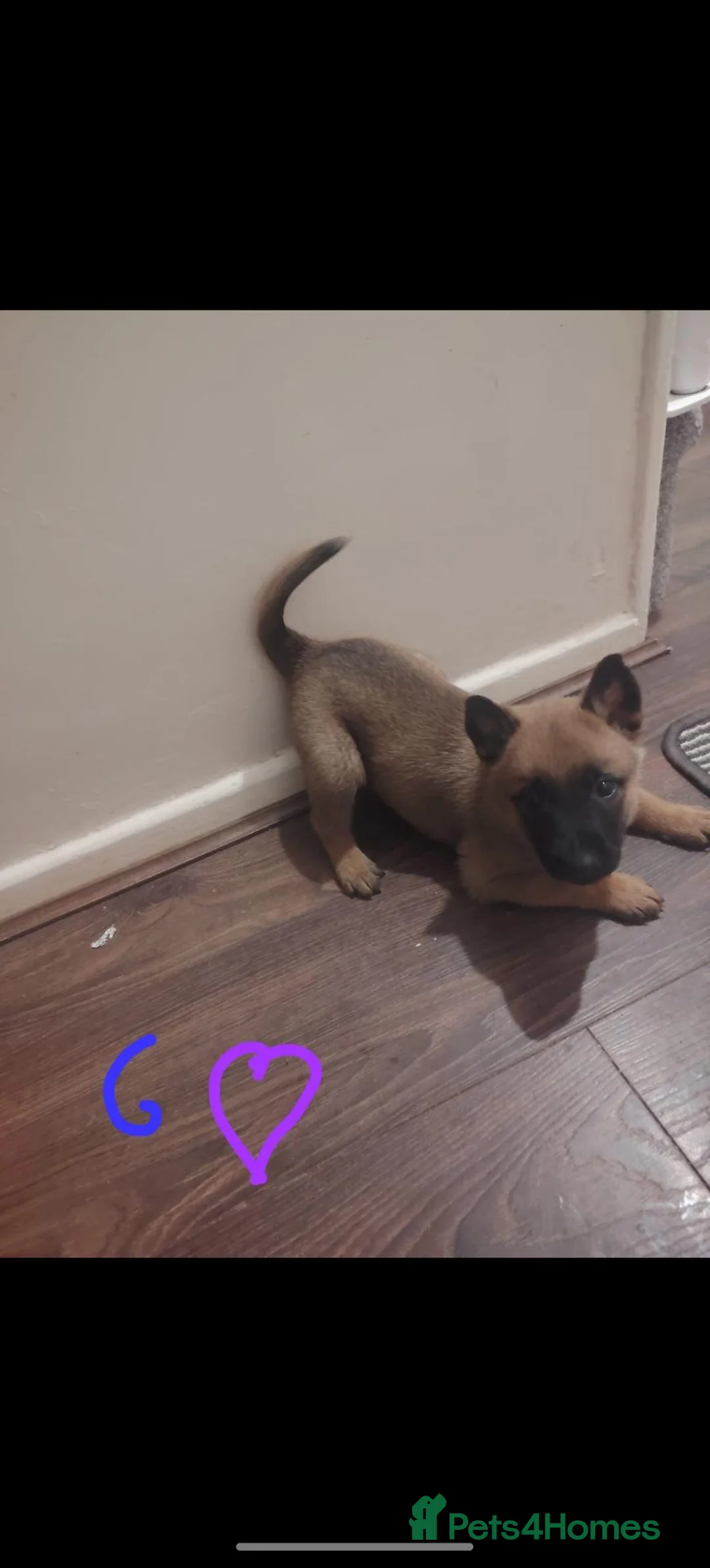 Belgian Shepherd Dog dogs for sale: Belgian malinois x Dutch herder - Advert 2