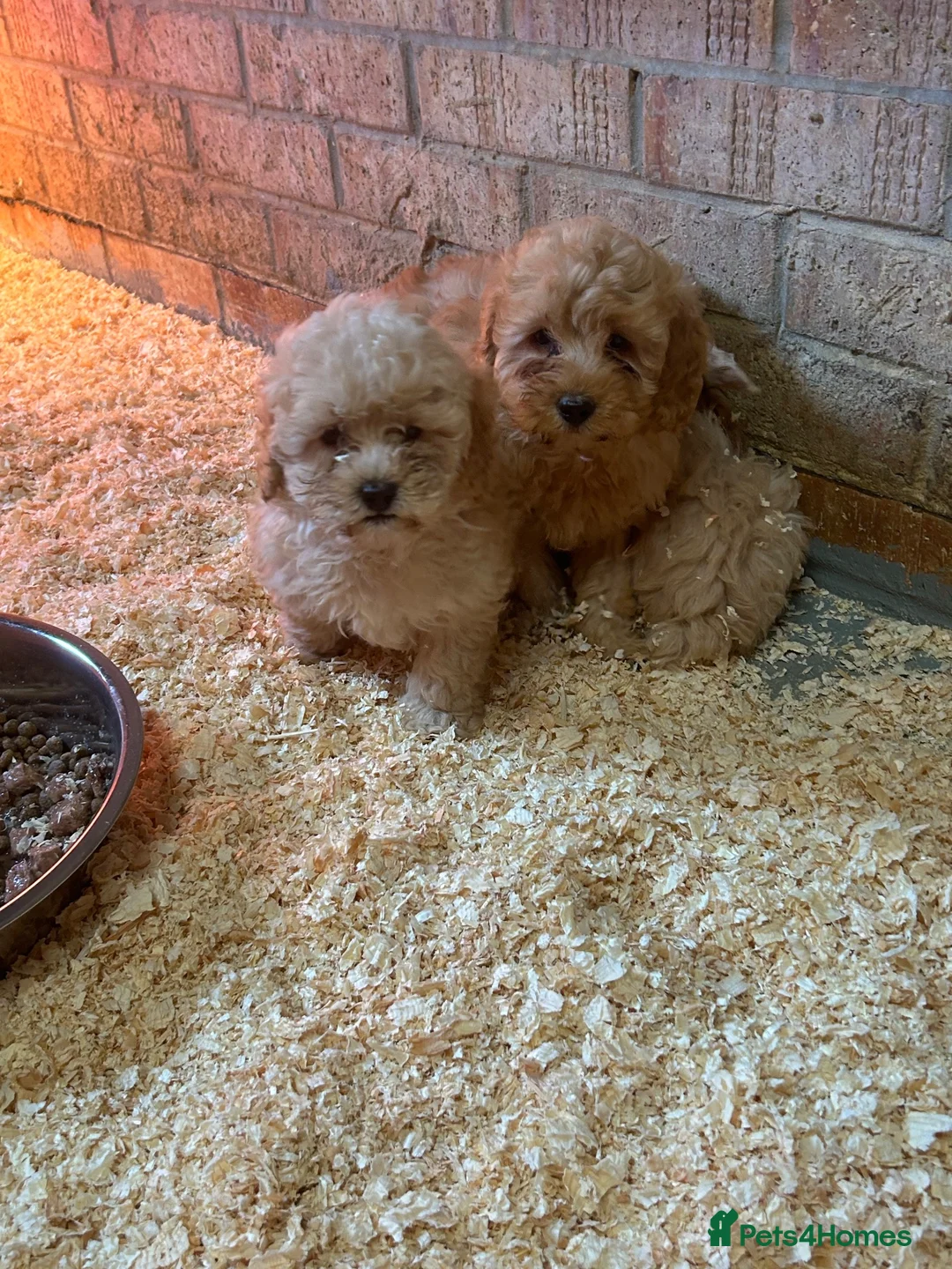 Cavapoo dogs for sale: Toy poodle x cavalier (cavapoo) - Advert 9