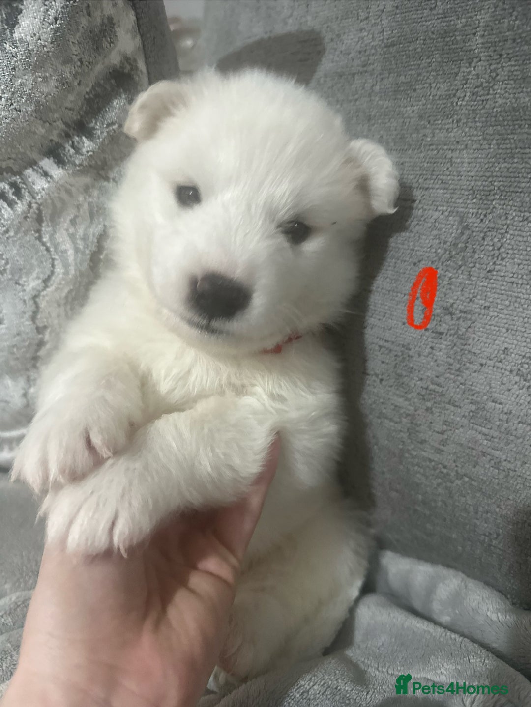 Samoyed dogs for sale: Adorable Samoyed Puppies for Sale!  - Advert 18