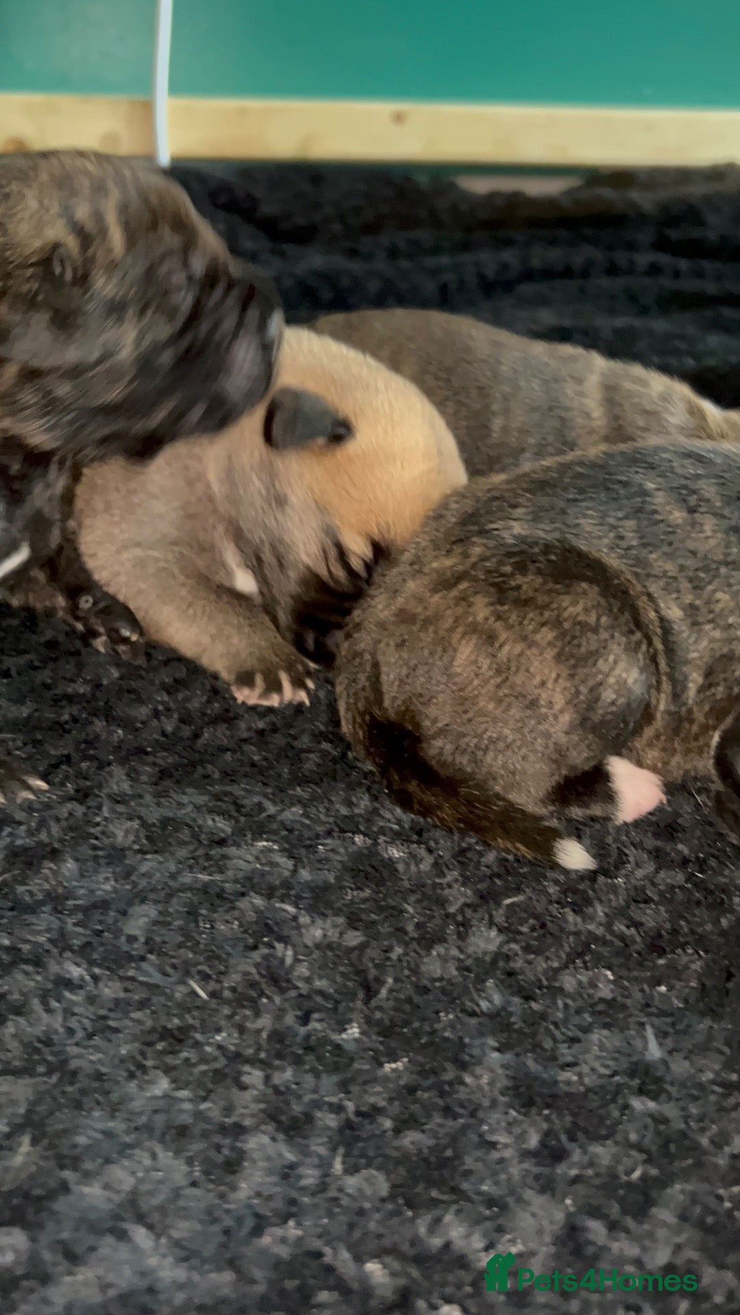 Cane Corso dogs Beautiful cane corso puppies BORN 30/09/26 - Advert 9