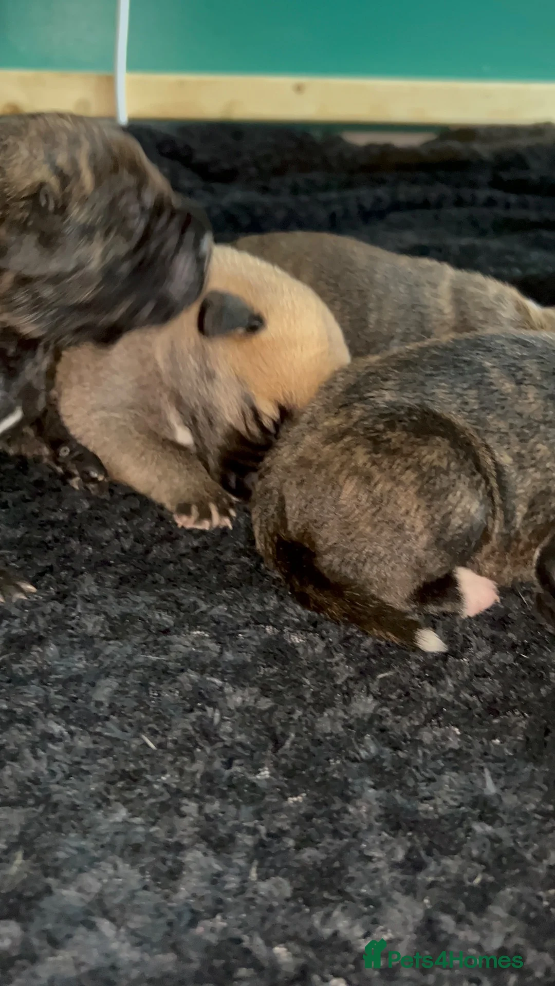Cane Corso dogs for sale: Beautiful cane corso puppies BORN 30/09/26 - Advert 2