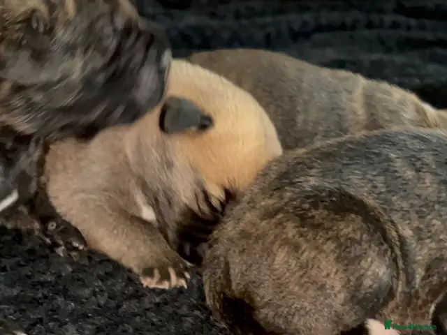 Cane Corso dogs Beautiful cane corso puppies BORN 30/09/26 - Advert 15