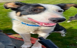 Border Collie dogs for sale: Sky border collie  - Image 3
