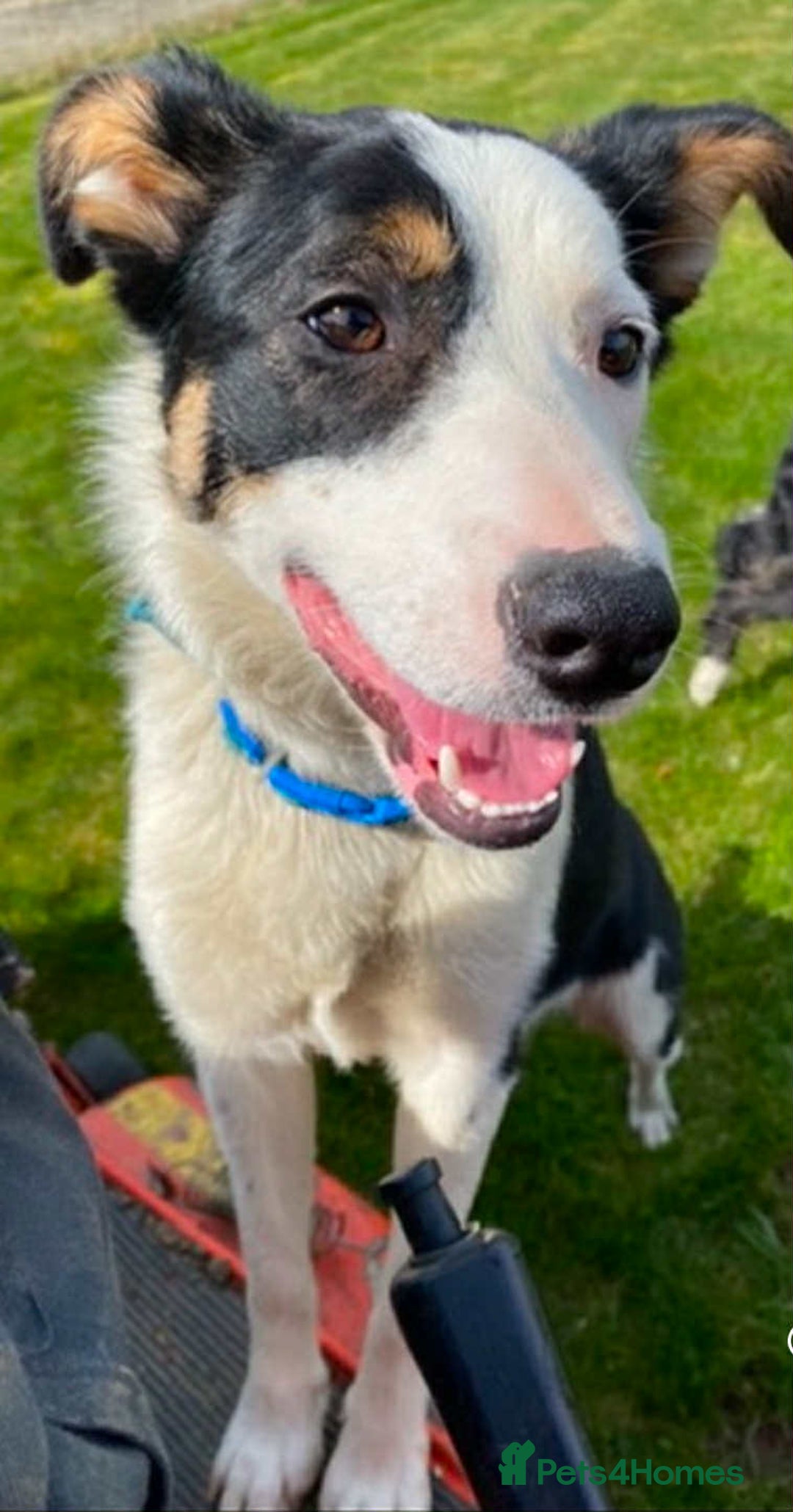 Border Collie dogs for sale: Sky border collie  - Image 3