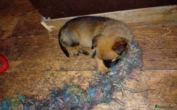 Belgian Shepherd Dog dogs for sale: Belgian malinois puppies for sale  - Image 10