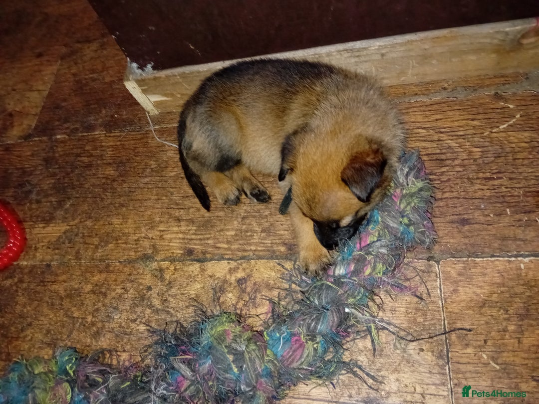 Belgian Shepherd Dog dogs for sale: Belgian malinois puppies for sale  - Image 10