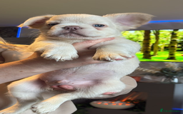 French Bulldog dogs for stud: NEWSHADE ISABELLA FLUFFY STUD - Image 12