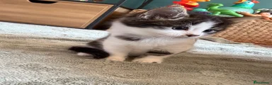 Mixed Breed 3