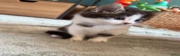 Mixed Breed cats for sale: Kittens ready for their forever home  - Advert 9