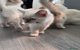 Ragdoll cats for sale: GCCF Lilac Ragdoll Kitten 1 remaining - Reduced in Bishop Auckland - Image 12