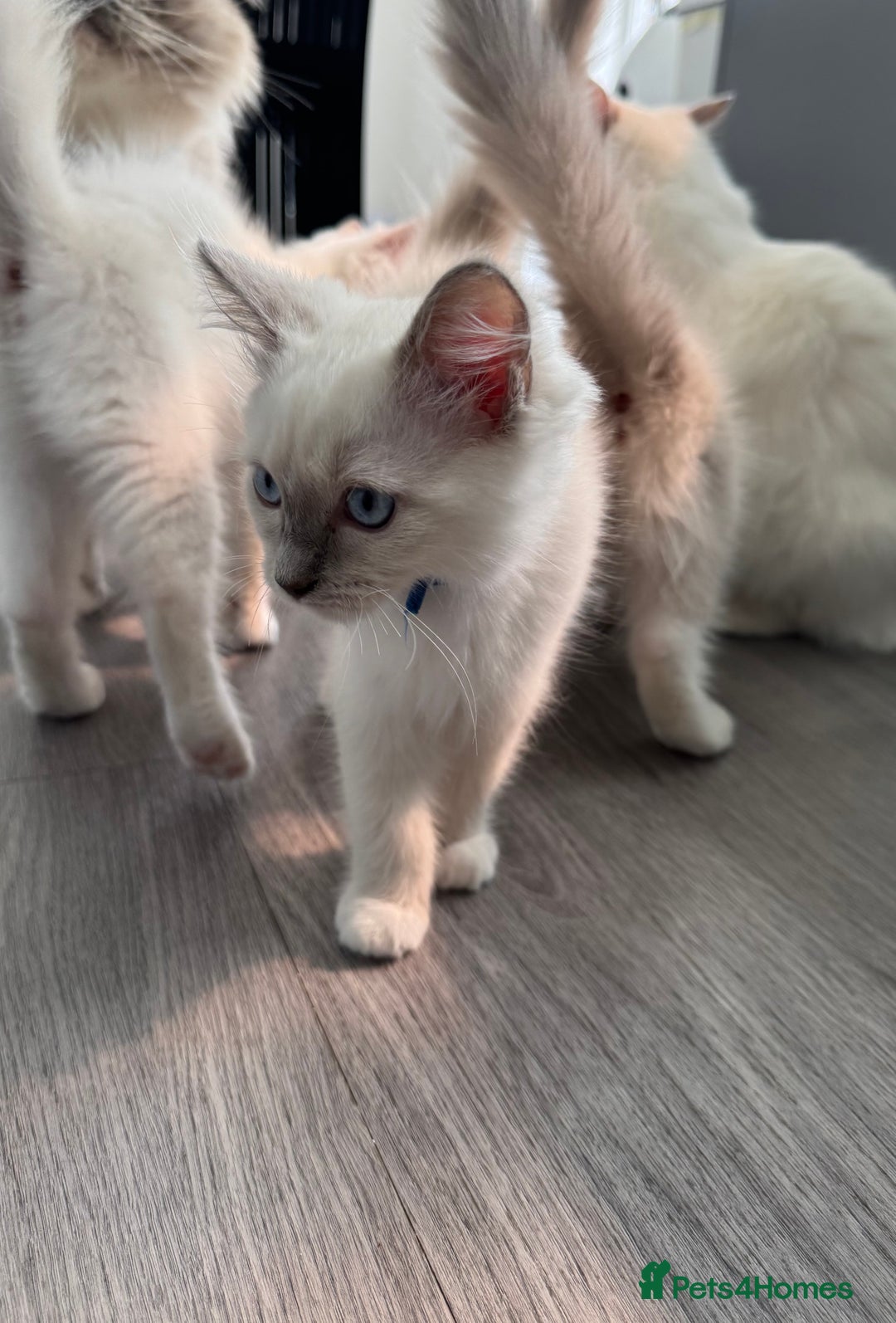 Ragdoll cats for sale: GCCF Lilac Ragdoll Kitten 1 remaining - Reduced in Bishop Auckland - Image 12