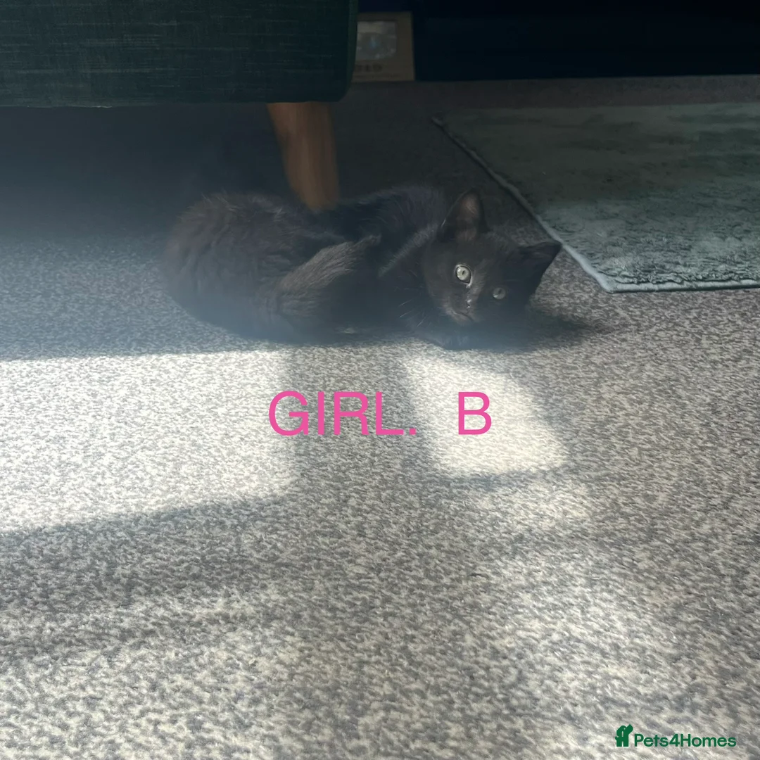 Mixed Breed cats for sale: I have 4 lovely kittens ready for their new homes  - Advert 2