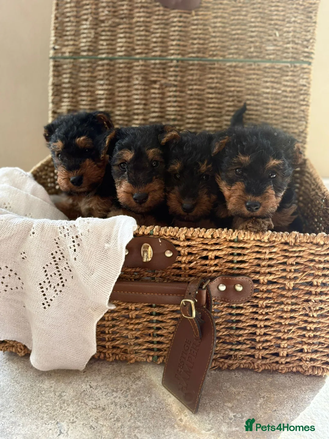 Welsh Terrier dogs for sale: Welsh terriers excellent pedigree  - Advert 2