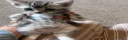 Bengal cats for sale: Half Bengal kittens  in Sowerby Bridge - Advert 18