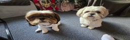 Shih Tzu dogs for sale: Two Shih Tzu female - Advert 18