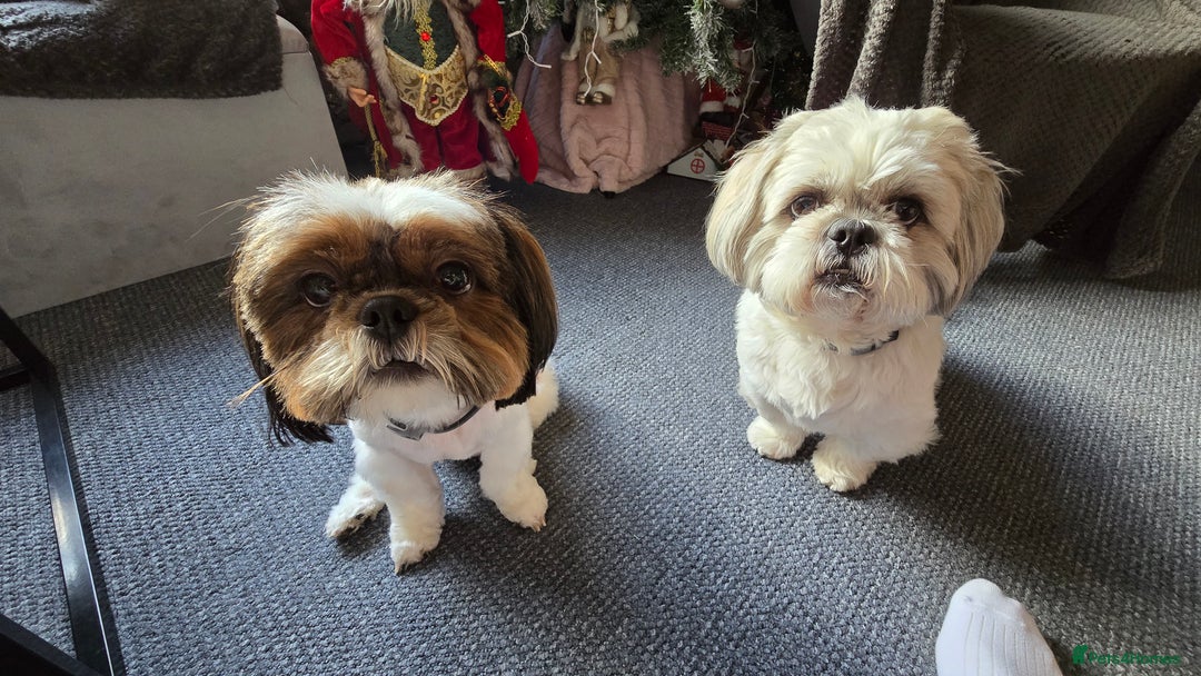 Shih Tzu dogs for sale: Two Shih Tzu female - Advert 18