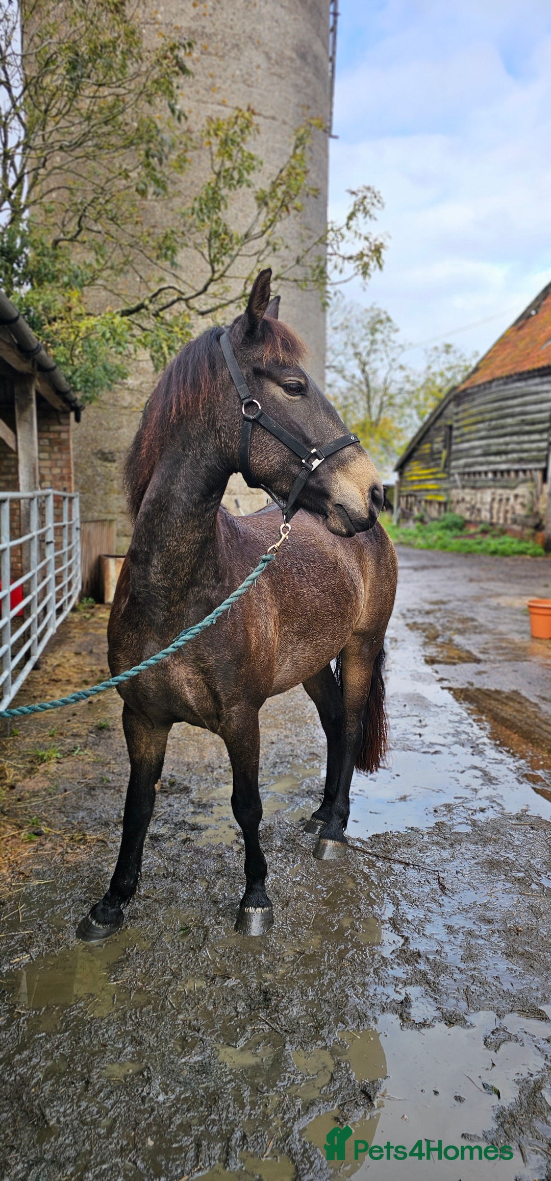 Andalusian horses for sale: Full or Part Loan - Advert 22