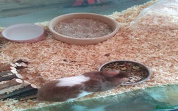 Hamster rodents for sale: 'Oreo' Syrian Hamster + Home/Accessories  - Image 5