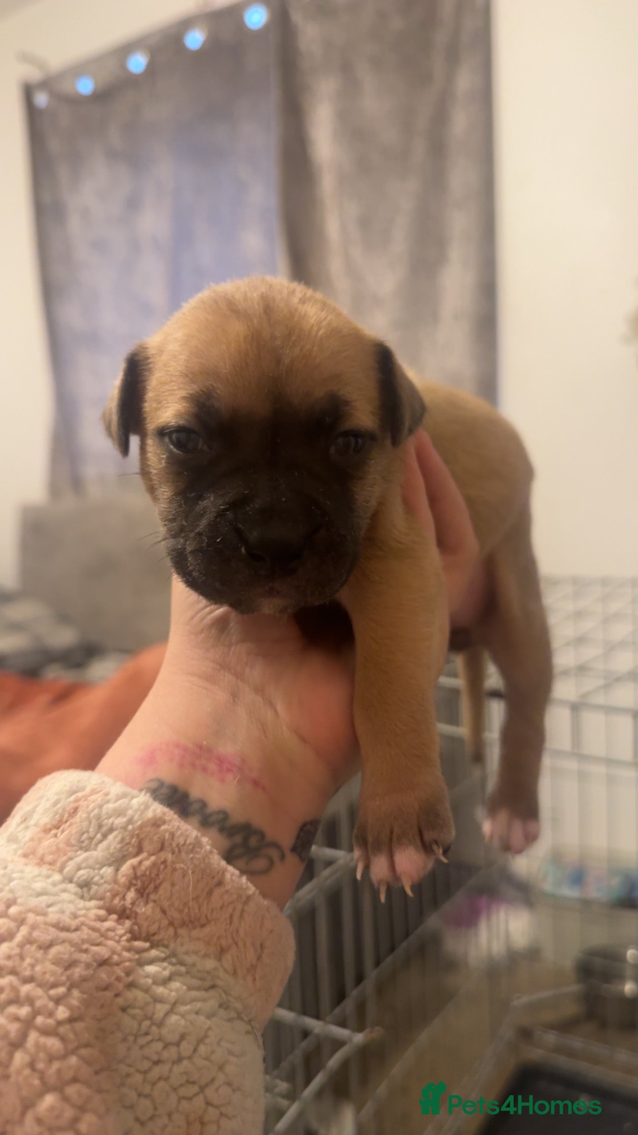 Mixed Breed dogs Bully pups  - Advert 3