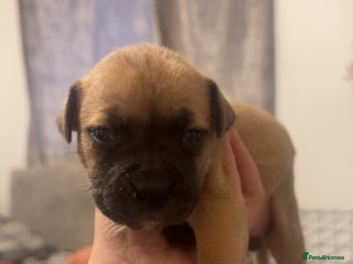 Mixed Breed dogs Bully pups - Advert 15