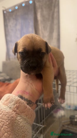 Mixed Breed dogs Bully pups - Advert 1