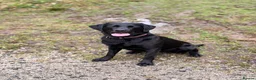 Labrador Retriever dogs for sale: Beautiful litter of Labrador Puppies  - Advert 1